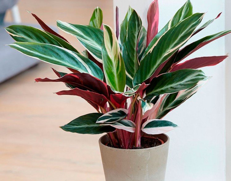 Строманта – фото