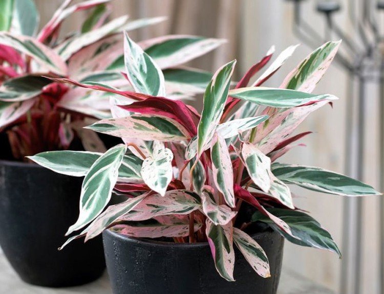 Строманта – фото