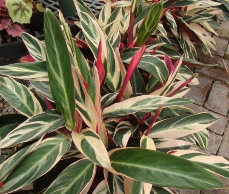 Строманта – фото