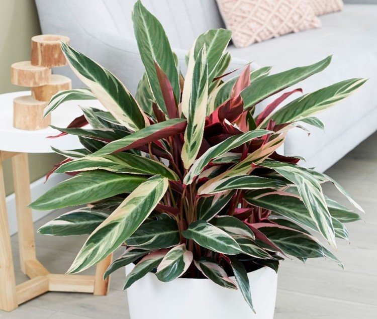 Строманта – фото