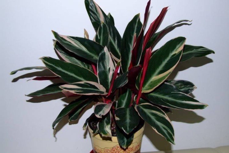 Температура