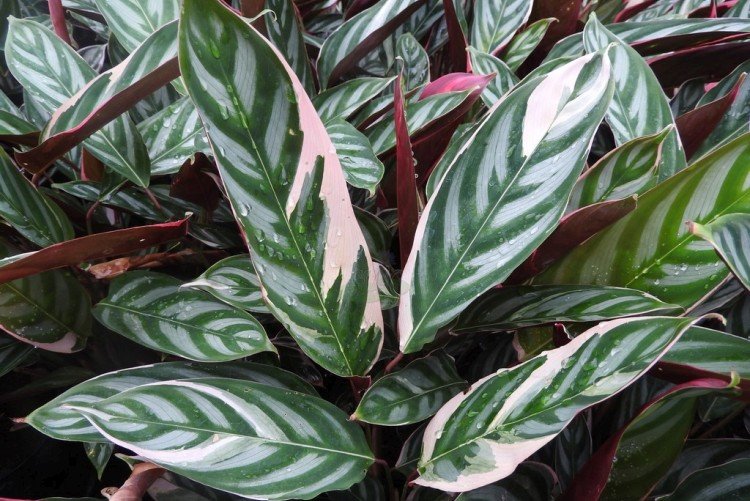 Удобрения и подкормка