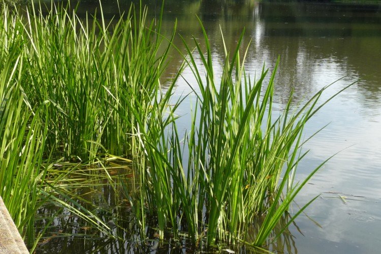 Аир (50 фото): виды, посадка и выращивание