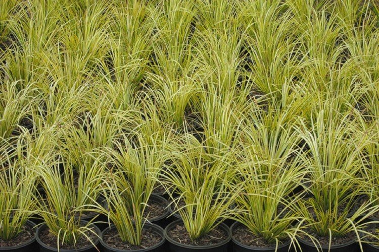 Размножение и посадка аира