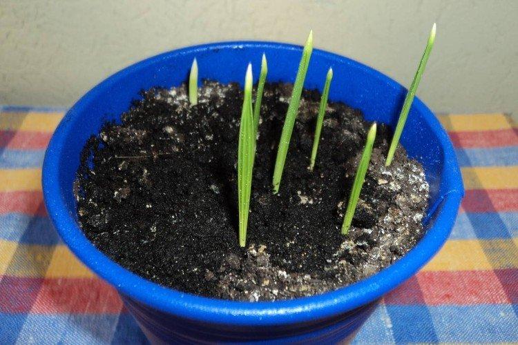 Посадка и размножение финиковой пальмы