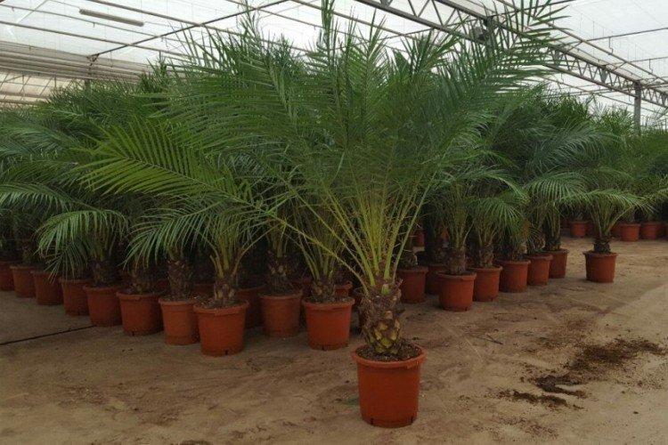 Финиковая пальма – фото