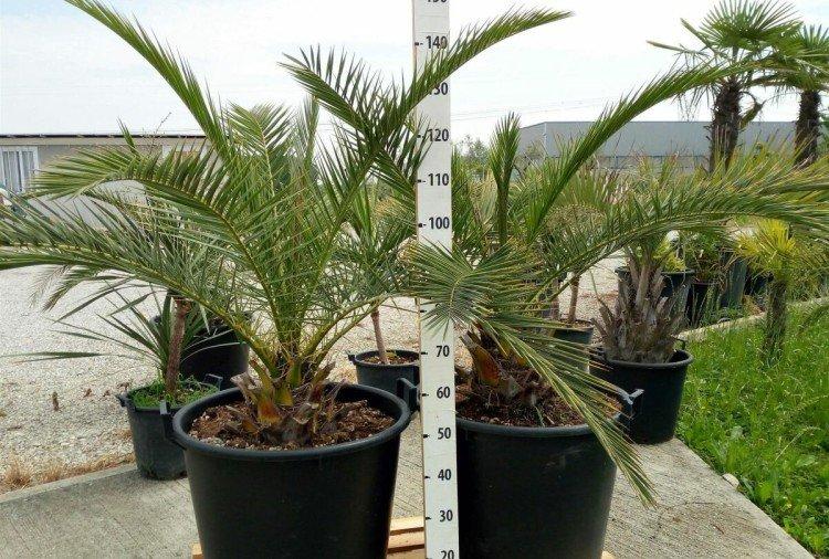 Финиковая пальма – фото