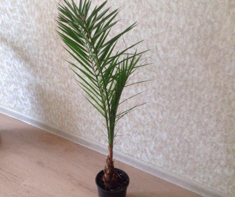 Финиковая пальма – фото