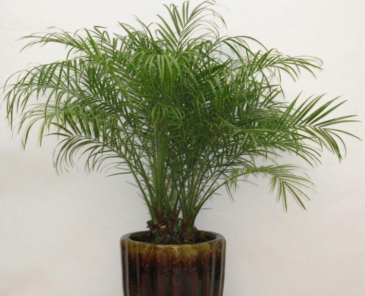 Финиковая пальма – фото