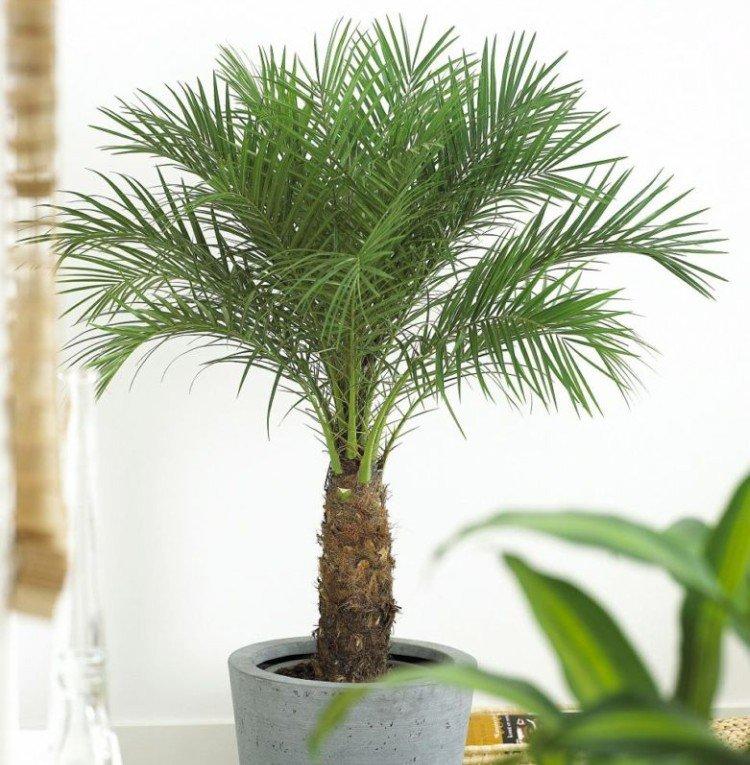 Финиковая пальма – фото