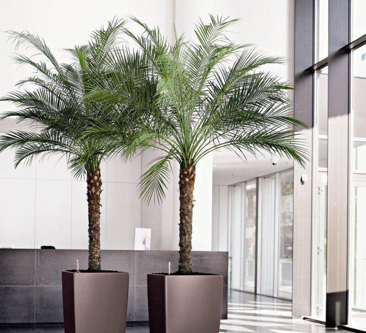 Финиковая пальма – фото