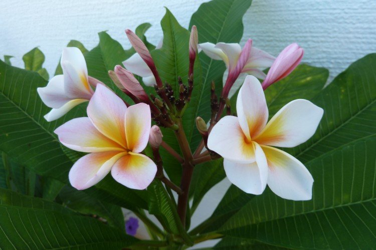 Общая информация