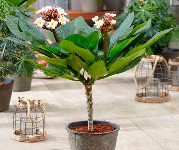 Плюмерия – фото