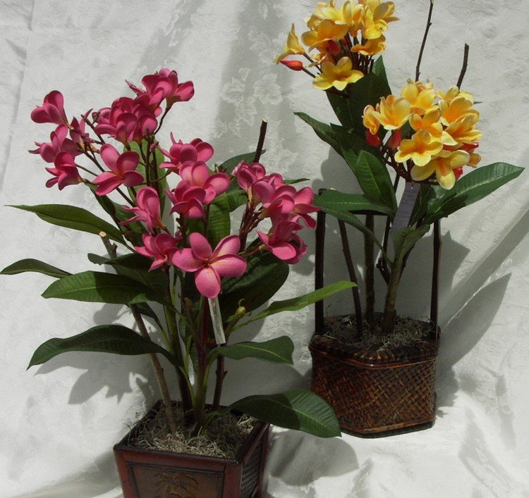 Плюмерия – фото