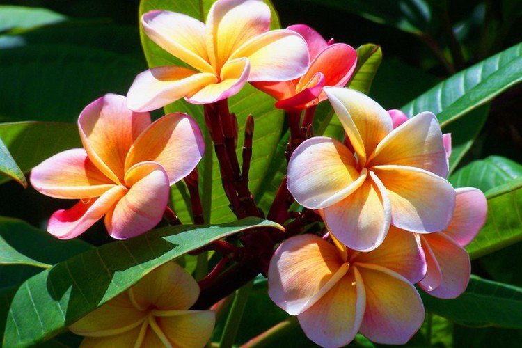 Влажность и опрыскивания