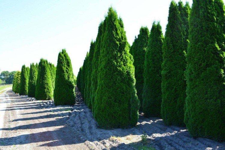 Удобрения и подкормка