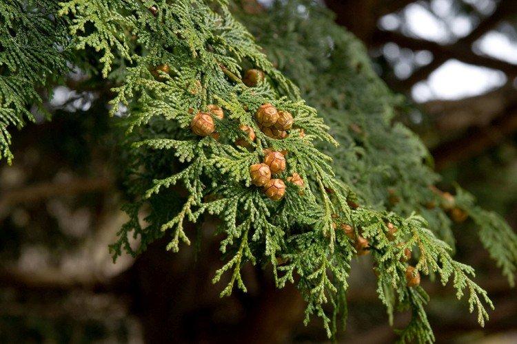 Кипарис – фото