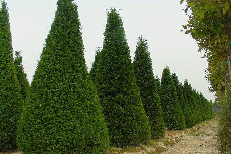 Кипарис – фото