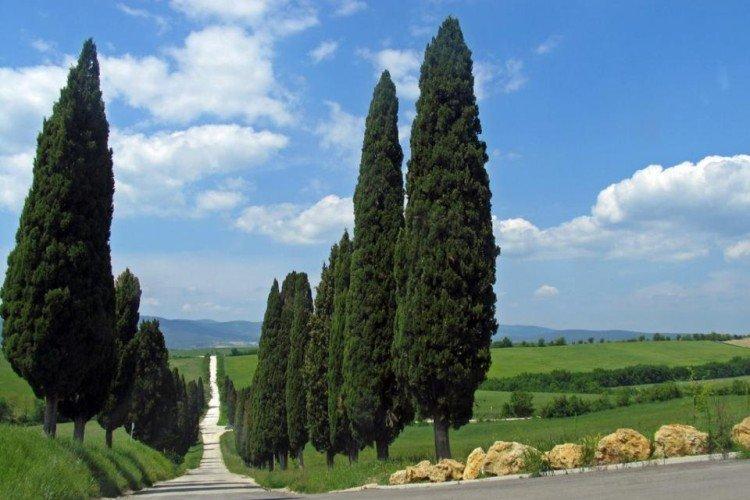 Кипарис – фото