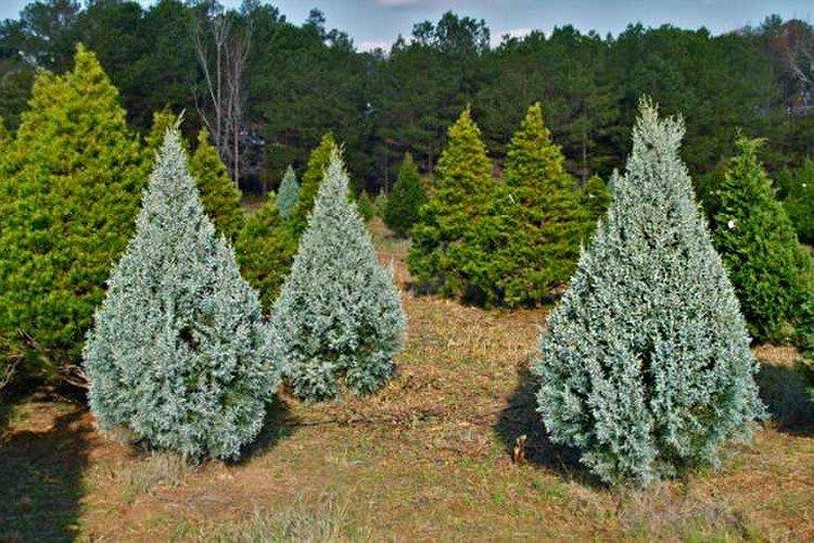 Кипарис – фото