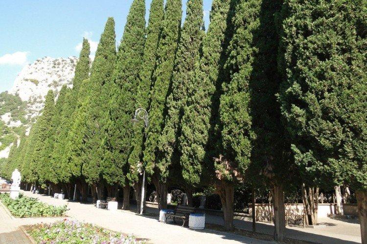 Кипарис – фото