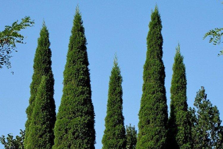 Кипарис – фото