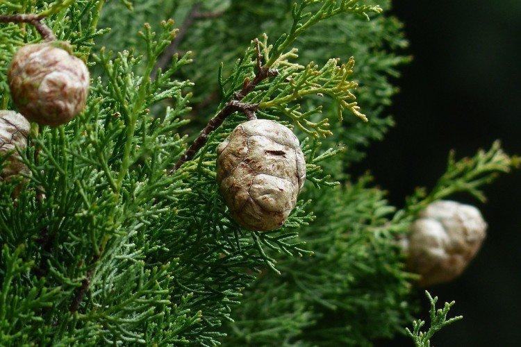 Кипарис – фото