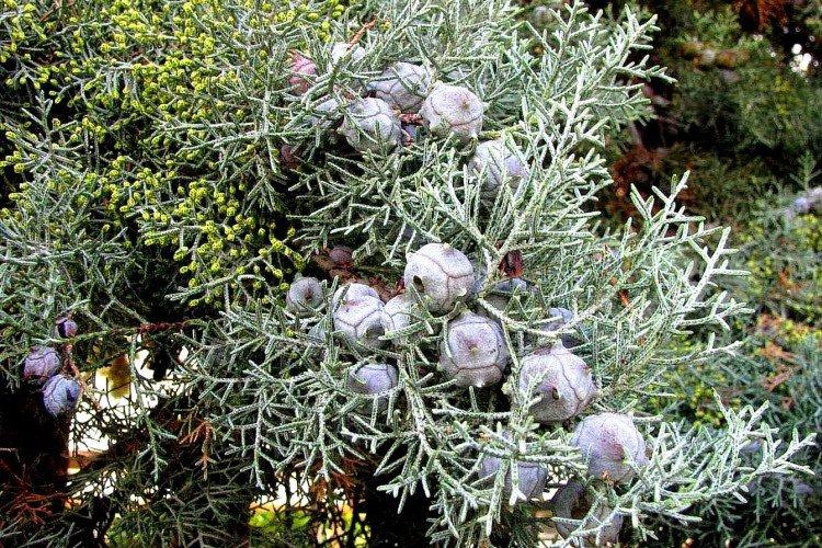 Кипарис – фото