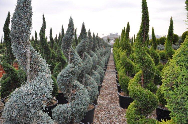 Кипарис – фото