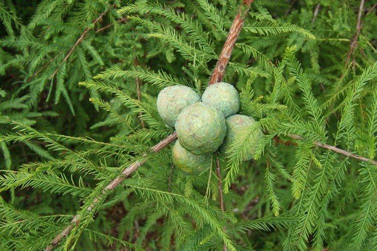 Кипарис – фото