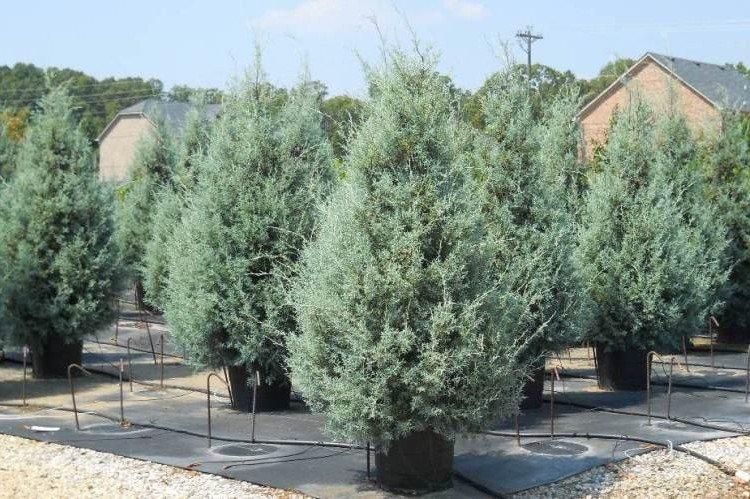 Аризонский кипарис