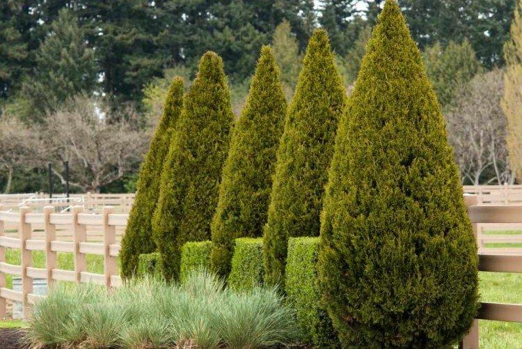 Кипарис – фото