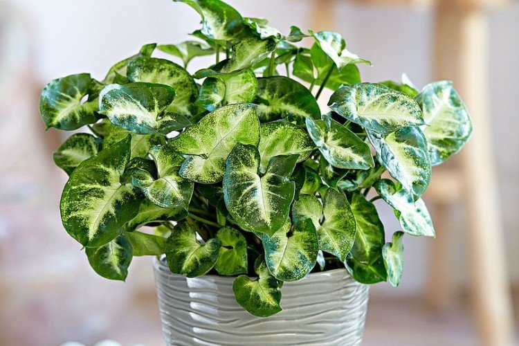 Сингониум (60 фото): виды, выращивание и уход в домашних условиях