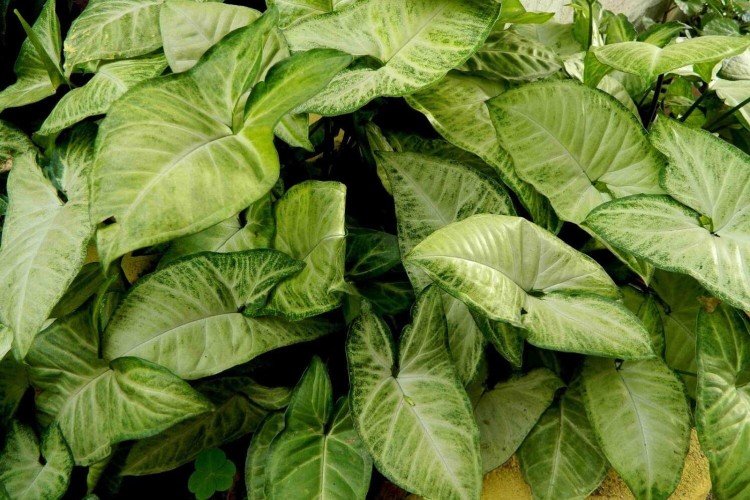 Общая информация