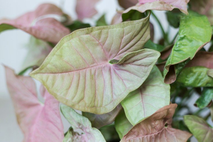 Удобрения и подкормка