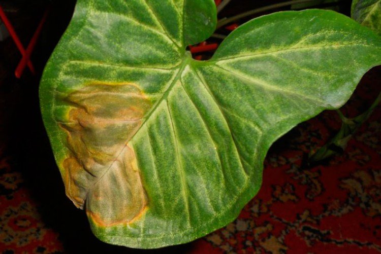 Борьба с вредителями и болезнями