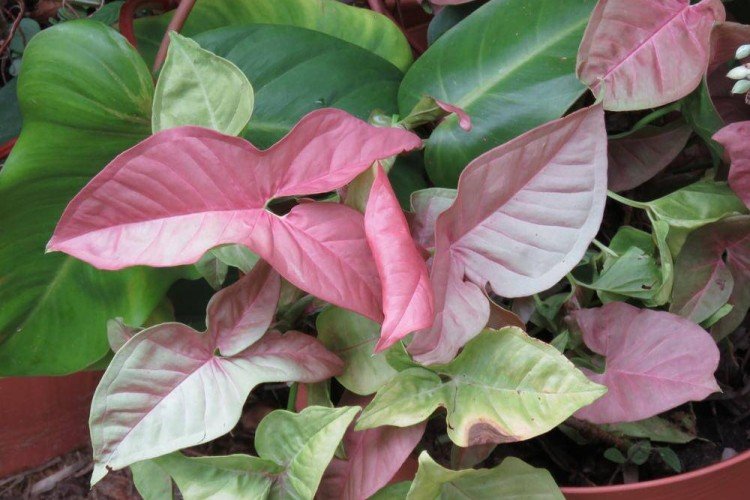 Сингониум – фото