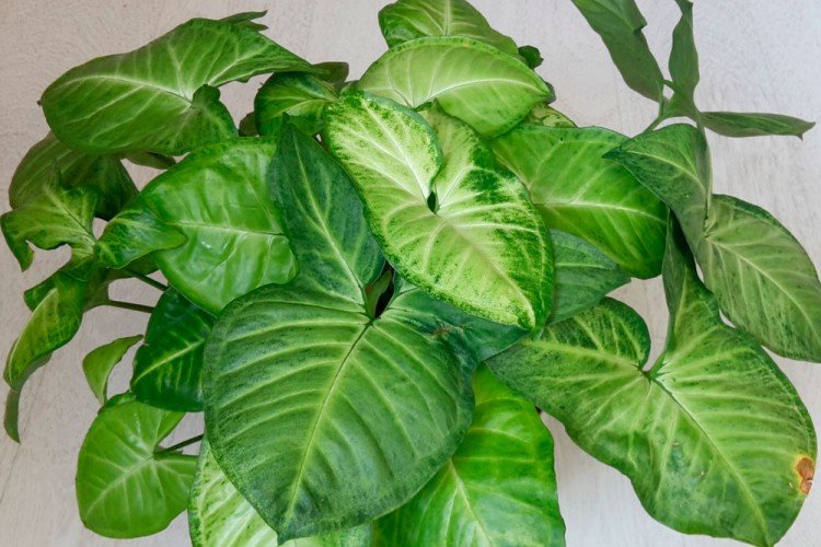 Сингониум – фото