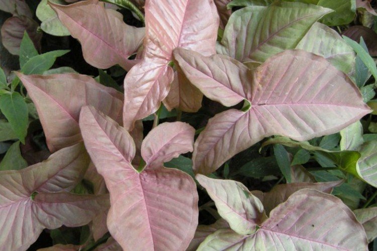 Сингониум – фото