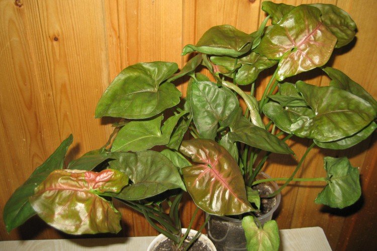 Сингониум – фото