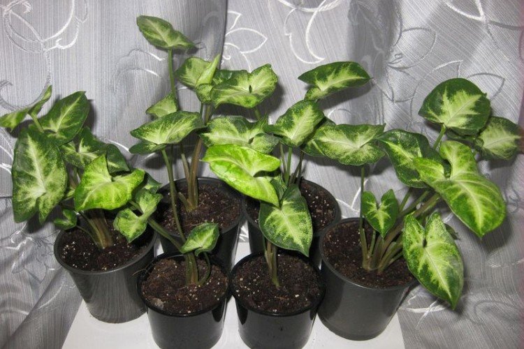 Сингониум – фото