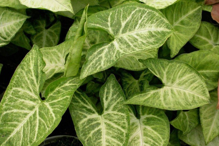 Сингониум – фото