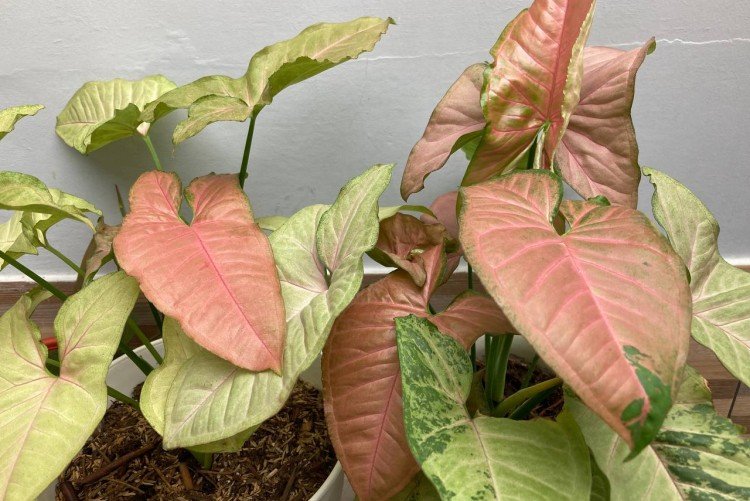 Розовый сингониум