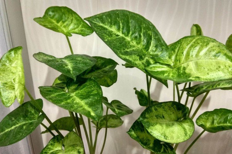 Сингониум – фото