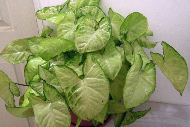 Сингониум – фото