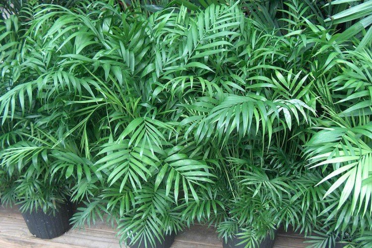 Хамедорея (50 фото): виды, выращивание и уход в домашних условиях