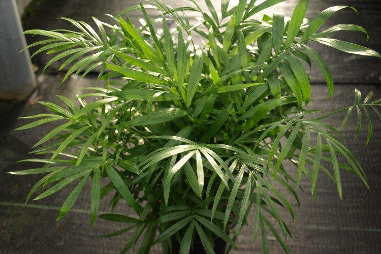 Хамедорея – фото