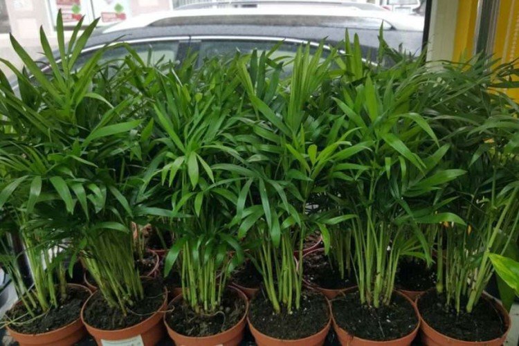 Хамедорея – фото