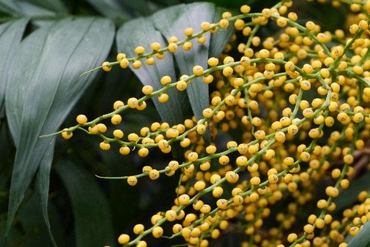 Хамедорея – фото