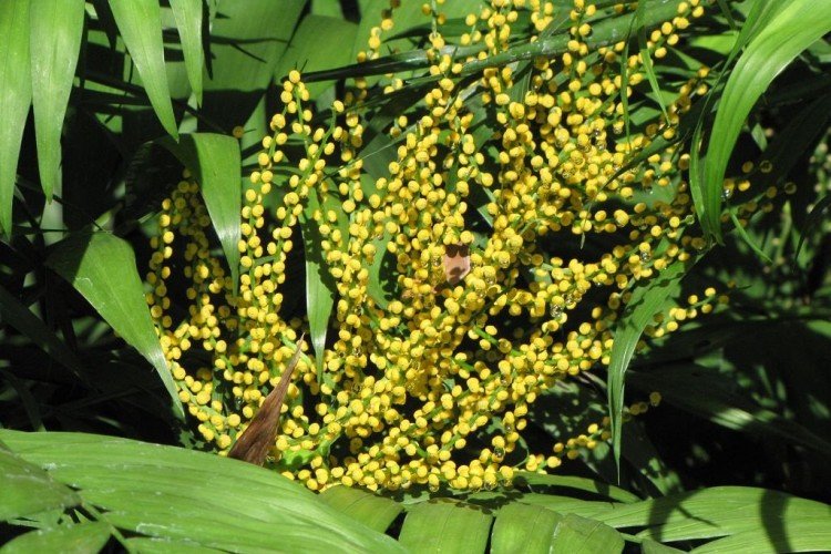 Хамедорея – фото